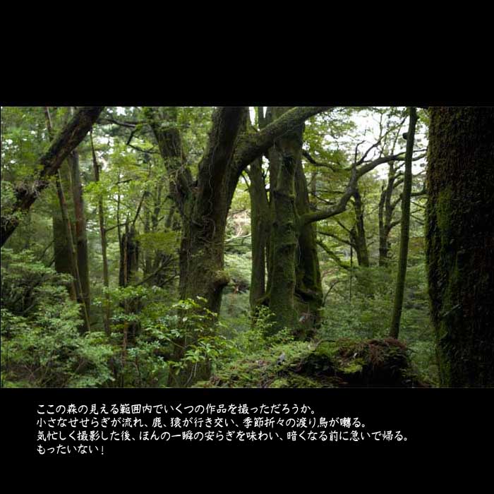 ここの森の見える範囲内でいくつの流木作品を撮っただろうか。